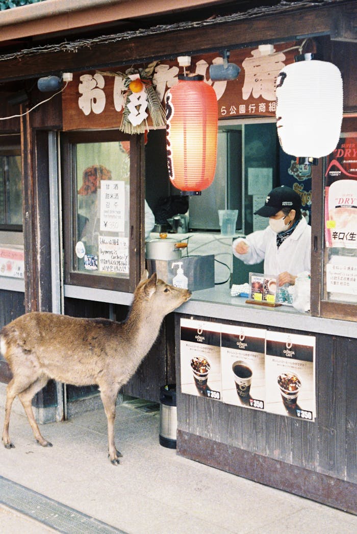 A deer approaches a street vendor at a snack shop in Nara, Japan.